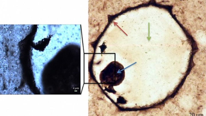 Raman mapping was carried out on a protest fossil from silicified coastal carbonates at low magnification over the full fossil (right), and at high magnification (left). Cell walls, collapsed cell contents, and quartz infilling cement are indicated by the red, blue, and green arrows, respectively. Such a technique can be duplicated on Martian rocks to better search for signs of life. (Image credit: MIT)