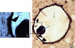 Raman mapping was carried out on a protest fossil from silicified coastal carbonates at low magnification over the full fossil (right), and at high magnification (left). Cell walls, collapsed cell contents, and quartz infilling cement are indicated by the red, blue, and green arrows, respectively. Such a technique can be duplicated on Martian rocks to better search for signs of life. Raman mapping was carried out on a protest fossil from silicified coastal carbonates at low magnification over the full fossil (right), and at high magnification (left). Cell walls, collapsed cell contents, and quartz infilling cement are indicated by the red, blue, and green arrows, respectively. Such a technique can be duplicated on Martian rocks to better search for signs of life.