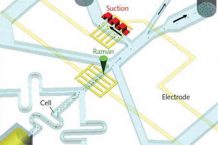 FIGURE 2. Among three techniques that could help realize Raman activated cell sorting (RACS) is microfluidics. The others are Raman tweezer-RACS and Raman-activated cell ejection (RACE).