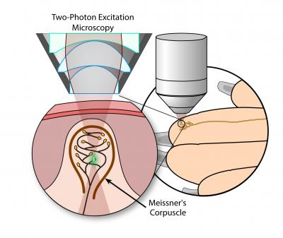 MCs were labeled with a fluorescent lipophilic dye (orange) and imaged in living tissue by two-photon excitation microscopy (green). MCs are located in finger-like projections of the dermis called dermal papillae. Each MC consists of connective tissue-encapsulated nerve endings, which branch from a single nerve fiber, which itself branches from an afferent axon (note: figure is not drawn to scale).