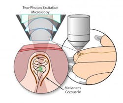 MCs were labeled with a fluorescent lipophilic dye (orange) and imaged in living tissue by two-photon excitation microscopy (green). MCs are located in finger-like projections of the dermis called dermal papillae. Each MC consists of connective tissue-encapsulated nerve endings, which branch from a single nerve fiber, which itself branches from an afferent axon (note: figure is not drawn to scale). MCs were labeled with a fluorescent lipophilic dye (orange) and imaged in living tissue by two-photon excitation microscopy (green). MCs are located in finger-like projections of the dermis called dermal papillae. Each MC consists of connective tissue-encapsulated nerve endings, which branch from a single nerve fiber, which itself branches from an afferent axon (note: figure is not drawn to scale).