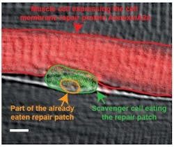 Content Dam Bow Online Articles 2016 09 2016 129 Scavenger Web Content Dam Bow Online Articles 2016 09 2016 129 Scavenger Web