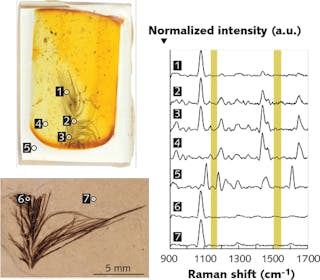 FIGURE 1. Confocal measurements of fossil feathers embedded in epoxy and amber show keratin, but no carotenoid (yellow) contributions in their Raman spectra.1 The measurements were done with a BaySpec Nomadic confocal microscope (bottom) at 1064 nm, one of the microscope&apos;s three Raman excitation wavelengths (the other two are 532 and 785 nm).