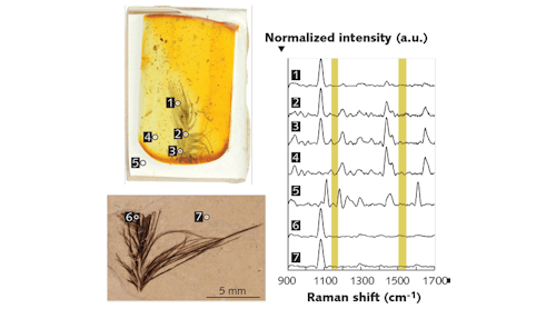 FIGURE 1. Confocal measurements of fossil feathers embedded in epoxy and amber show keratin, but no carotenoid (yellow) contributions in their Raman spectra.1 The measurements were done with a BaySpec Nomadic confocal microscope (bottom) at 1064 nm, one of the microscope&apos;s three Raman excitation wavelengths (the other two are 532 and 785 nm).
