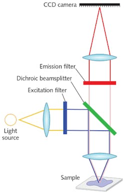 FIGURE 2. In a typical epifluorescence microscope setup, excitation source light first passes through a laser clean-up filter to isolate the desired wavelengths, and is then reflected by the dichroic to the sample. Emitted fluorescence light is transmitted back through the dichroic, where the emission filter further isolates the desired emission light and blocks undesired scattered excitation light before these signals reach the detector.