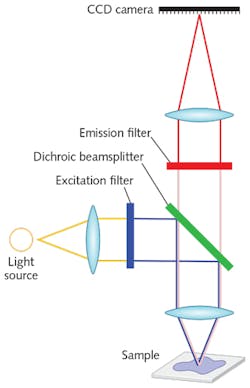 FIGURE 2. In a typical epifluorescence microscope setup, excitation source light first passes through a laser clean-up filter to isolate the desired wavelengths, and is then reflected by the dichroic to the sample. Emitted fluorescence light is transmitted back through the dichroic, where the emission filter further isolates the desired emission light and blocks undesired scattered excitation light before these signals reach the detector. FIGURE 2. In a typical epifluorescence microscope setup, excitation source light first passes through a laser clean-up filter to isolate the desired wavelengths, and is then reflected by the dichroic to the sample. Emitted fluorescence light is transmitted back through the dichroic, where the emission filter further isolates the desired emission light and blocks undesired scattered excitation light before these signals reach the detector.