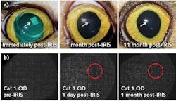 FIGURE 3. Refractive index (RI) patterns, inscribed in vivo in a cat&apos;s eyes, are initially visible-within minutes, though, the pattern becomes difficult or impossible to see (a). Spot array patterns collected by the Shack-Hartmann wavefront sensor before, one day after, and one month after in the same eye are shown, with red circles indicating the approximate location of the inscribed pattern (b).