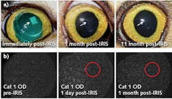 FIGURE 3. Refractive index (RI) patterns, inscribed in vivo in a cat's eyes, are initially visible-within minutes, though, the pattern becomes difficult or impossible to see (a). Spot array patterns collected by the Shack-Hartmann wavefront sensor before, one day after, and one month after in the same eye are shown, with red circles indicating the approximate location of the inscribed pattern (b). FIGURE 3. Refractive index (RI) patterns, inscribed in vivo in a cat's eyes, are initially visible-within minutes, though, the pattern becomes difficult or impossible to see (a). Spot array patterns collected by the Shack-Hartmann wavefront sensor before, one day after, and one month after in the same eye are shown, with red circles indicating the approximate location of the inscribed pattern (b).