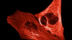 Content Dam Bow Online Articles 2016 11 Alfa Tub Mscarlet Web