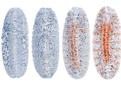 Content Dam Bow Online Articles 2016 11 Zoom Web