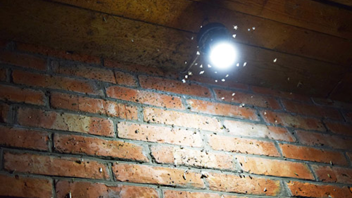 Researchers have shown that LED lights attract only a tiny fraction of insects drawn to filament and fluorescent lighting options. (Image credit: University of Bristol)