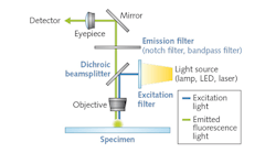 FIGURE 1. The optical system of a confocal microscope contains numerous flat optics. FIGURE 1. The optical system of a confocal microscope contains numerous flat optics.