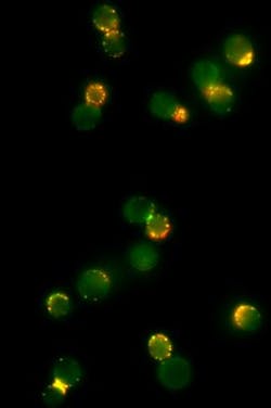 03 Enginereed Web 03 Enginereed Web