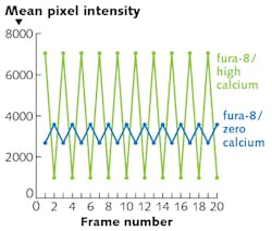 FIGURE 3. A solid-state light engine with 360 and 395 nm sources images fura-8 calcium indicator in solutions containing zero calcium (10 mm EGTA) or 40 μM free calcium. Excitation alternates between 360 nm (odd-numbered frames) and 395 nm (even-numbered frames). The data acquisition rate is six image pairs per second (30 ms exposures interleaved with 50 ms intervals). FIGURE 3. A solid-state light engine with 360 and 395 nm sources images fura-8 calcium indicator in solutions containing zero calcium (10 mm EGTA) or 40 μM free calcium. Excitation alternates between 360 nm (odd-numbered frames) and 395 nm (even-numbered frames). The data acquisition rate is six image pairs per second (30 ms exposures interleaved with 50 ms intervals).