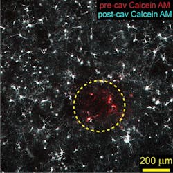 Content Dam Bow Online Articles 2017 02 Bps Estrada Confocal Image Neurons Web Content Dam Bow Online Articles 2017 02 Bps Estrada Confocal Image Neurons Web
