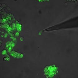 Content Dam Bow Online Articles 2017 02 Optogenetics Web Content Dam Bow Online Articles 2017 02 Optogenetics Web