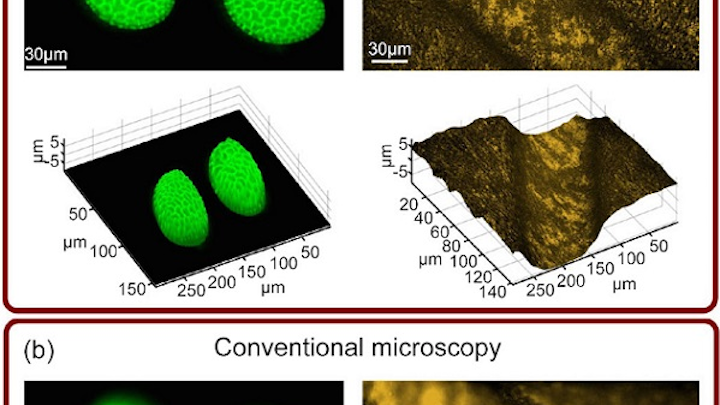 Single-snapshot images of lily flower pollen grains (left) and an irregular brass surface (right) are obtained using the computational complementary kernel matching (CKM) technique (a) and conventional microscopy (b). Both CKM images exceed the depth of field (DOF) of a conventional microscope. (Image credit: University of Glasgow)