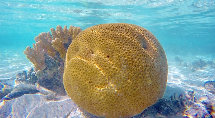Scientists are using an unlikely method to image live corals--optical coherence tomography or OCT, primarily known for imaging biological structures such as the eye. (Image credit: University of Copenhagen)