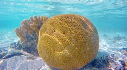 Scientists are using an unlikely method to image live corals--optical coherence tomography or OCT, primarily known for imaging biological structures such as the eye. Scientists are using an unlikely method to image live corals--optical coherence tomography or OCT, primarily known for imaging biological structures such as the eye.