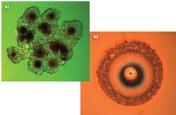 FIGURE 1. Examples of laser-induced damage at a clustered defect site (a) and at an isolated defect site (b) are shown.