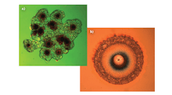 FIGURE 1. Examples of laser-induced damage at a clustered defect site (a) and at an isolated defect site (b) are shown.