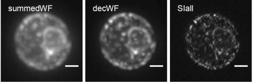 Content Dam Bow Online Articles 2017 06 Pm 103 Stelzer Guffm Web