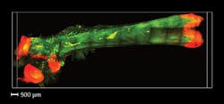 This maximum intensity projection view of an adult mouse femur, rendered transparent using Bone CLARITY and imaged with light-sheet microscopy, shows osteoprogenitor cells labeled with red fluorescent protein; autofluorescence (green) provides structural cues. This maximum intensity projection view of an adult mouse femur, rendered transparent using Bone CLARITY and imaged with light-sheet microscopy, shows osteoprogenitor cells labeled with red fluorescent protein; autofluorescence (green) provides structural cues.