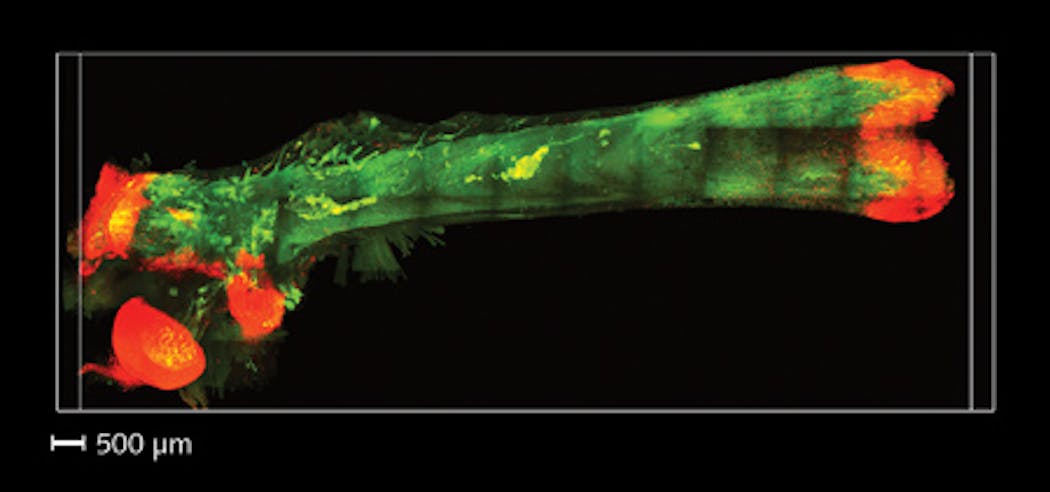 This maximum intensity projection view of an adult mouse femur, rendered transparent using Bone CLARITY and imaged with light-sheet microscopy, shows osteoprogenitor cells labeled with red fluorescent protein; autofluorescence (green) provides structural cues.