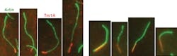 FIGURE 2. Many fluorescence microscopy experiments use two or more excitation wavelengths. These total internal reflection fluorescence (TIRF) images show the Tm1A protein binding to actin fibers taken from Drosophila; the red signal is from Cy5-labeled Tm1A fluorescence excited at 640 nm, and the green signal is from Alexa488-labeled actin excited at 488 nm.