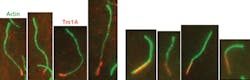 FIGURE 2. Many fluorescence microscopy experiments use two or more excitation wavelengths. These total internal reflection fluorescence (TIRF) images show the Tm1A protein binding to actin fibers taken from Drosophila; the red signal is from Cy5-labeled Tm1A fluorescence excited at 640 nm, and the green signal is from Alexa488-labeled actin excited at 488 nm. FIGURE 2. Many fluorescence microscopy experiments use two or more excitation wavelengths. These total internal reflection fluorescence (TIRF) images show the Tm1A protein binding to actin fibers taken from Drosophila; the red signal is from Cy5-labeled Tm1A fluorescence excited at 640 nm, and the green signal is from Alexa488-labeled actin excited at 488 nm.
