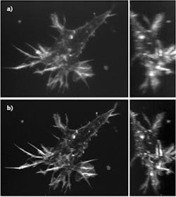 FIGURE 2. Edothelial cells from a mouse aorta captured by the 2P-ISIM microscope without adaptive optics (a), compared to increased resolution with the incorporation of adaptive optics (b).