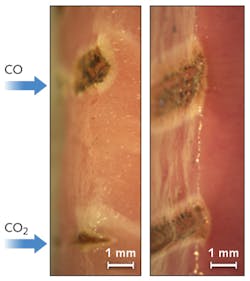 Porcine tissue samples from fatty muscle (left) and heart muscle (right) cut with light from CO (top) and CO2 (bottom) lasers operating at an 8 W output at a speed of 4 mm/s are compared, with the beam focused 2 mm below tissue surface in all cases; the white zone shows the extent of coagulation. These cross-sectional microscope images were taken after perpendicular cuts with a scalpel.