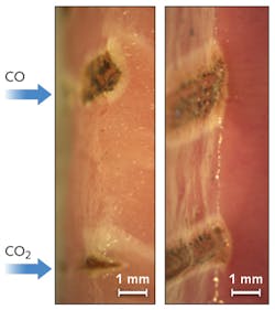 Porcine tissue samples from fatty muscle (left) and heart muscle (right) cut with light from CO (top) and CO2 (bottom) lasers operating at an 8 W output at a speed of 4 mm/s are compared, with the beam focused 2 mm below tissue surface in all cases; the white zone shows the extent of coagulation. These cross-sectional microscope images were taken after perpendicular cuts with a scalpel. Porcine tissue samples from fatty muscle (left) and heart muscle (right) cut with light from CO (top) and CO2 (bottom) lasers operating at an 8 W output at a speed of 4 mm/s are compared, with the beam focused 2 mm below tissue surface in all cases; the white zone shows the extent of coagulation. These cross-sectional microscope images were taken after perpendicular cuts with a scalpel.