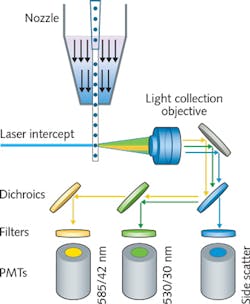 FIGURE 1. A schematic shows the operation of a basic flow cytometer. Cells are introduced into a laser beam in a liquid stream by hydrodynamic focusing, either with a nozzle or enclosed quartz flow cell. Signal collection optics collect excited fluorescence signals, which are steered to PMTs using dichroic mirrors and narrow bandpass filters. Modern instruments can utilize fiber optics for both laser delivery and signal collection.