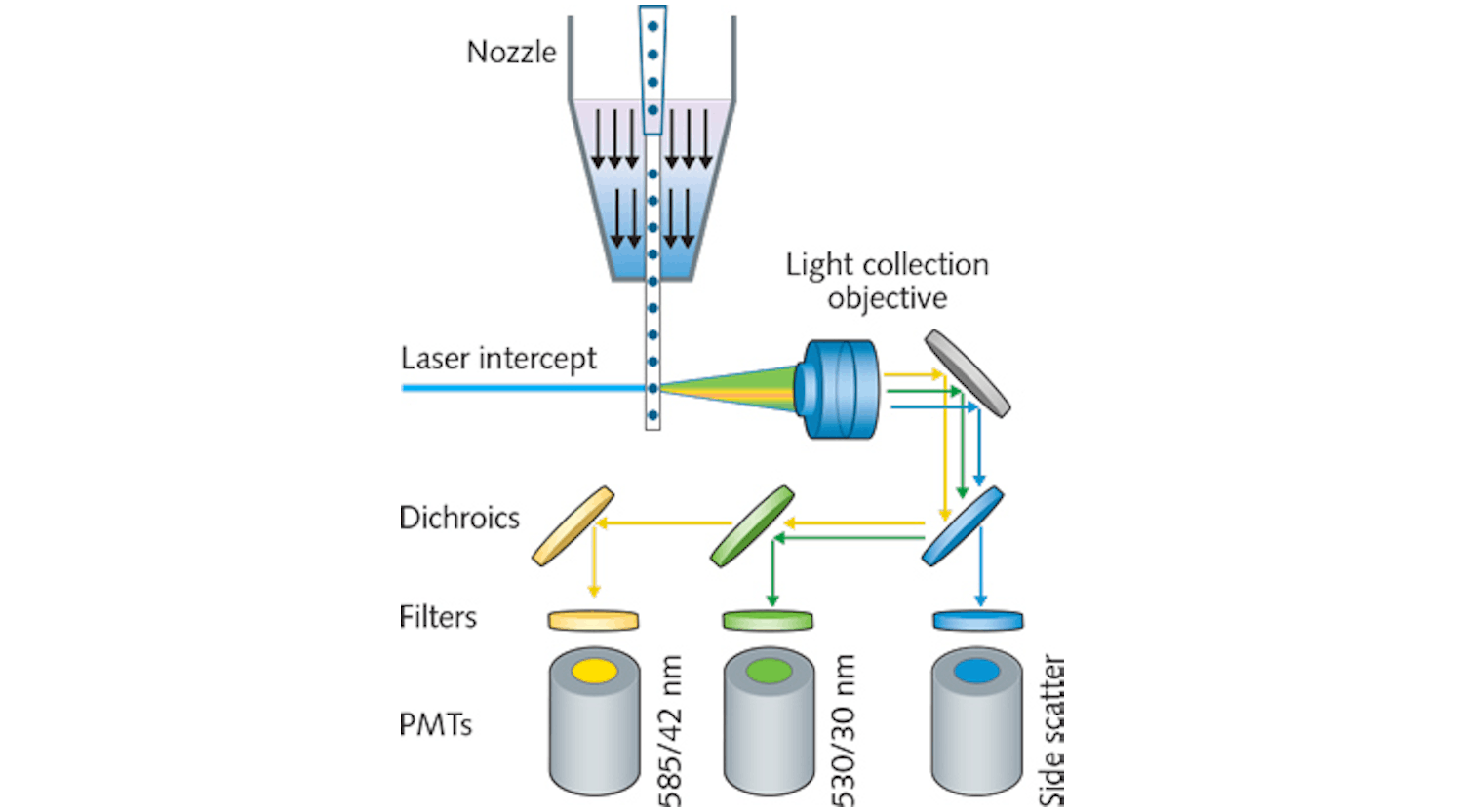 FIGURE 1. A schematic shows the operation of a basic flow cytometer. Cells are introduced into a laser beam in a liquid stream by hydrodynamic focusing, either with a nozzle or enclosed quartz flow cell. Signal collection optics collect excited fluorescence signals, which are steered to PMTs using dichroic mirrors and narrow bandpass filters. Modern instruments can utilize fiber optics for both laser delivery and signal collection.