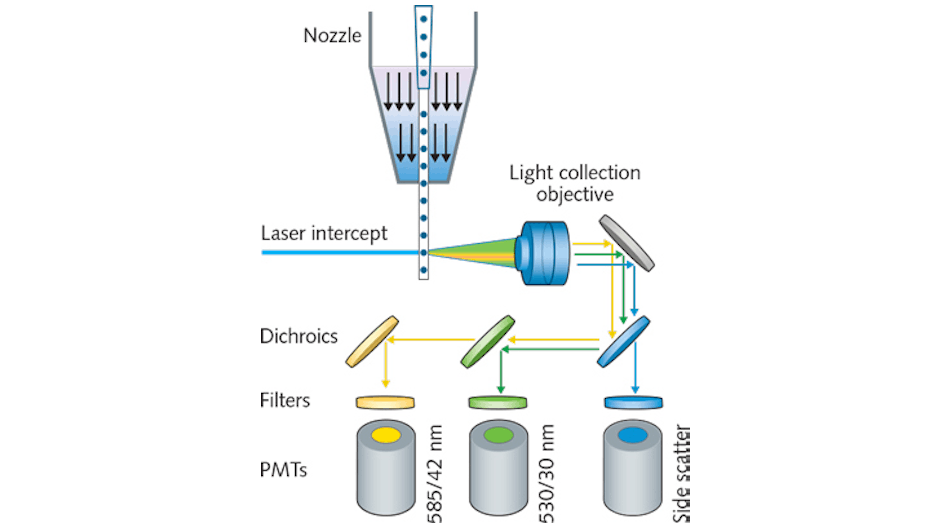FIGURE 1. A schematic shows the operation of a basic flow cytometer. Cells are introduced into a laser beam in a liquid stream by hydrodynamic focusing, either with a nozzle or enclosed quartz flow cell. Signal collection optics collect excited fluorescence signals, which are steered to PMTs using dichroic mirrors and narrow bandpass filters. Modern instruments can utilize fiber optics for both laser delivery and signal collection.