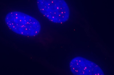 Content Dam Bow Online Articles 2017 09 Stem Cell Reports Stem Cells