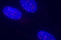 Content Dam Bow Online Articles 2017 09 Stem Cell Reports Stem Cells Content Dam Bow Online Articles 2017 09 Stem Cell Reports Stem Cells