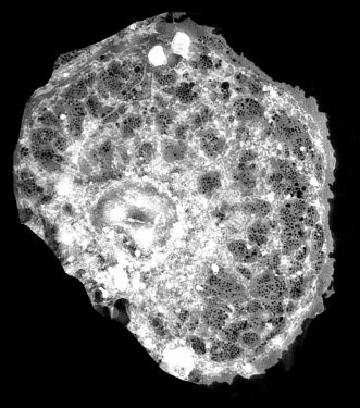 Content Dam Bow Online Articles 2017 09 Thomas Huser Mikroskopaufnahme Web