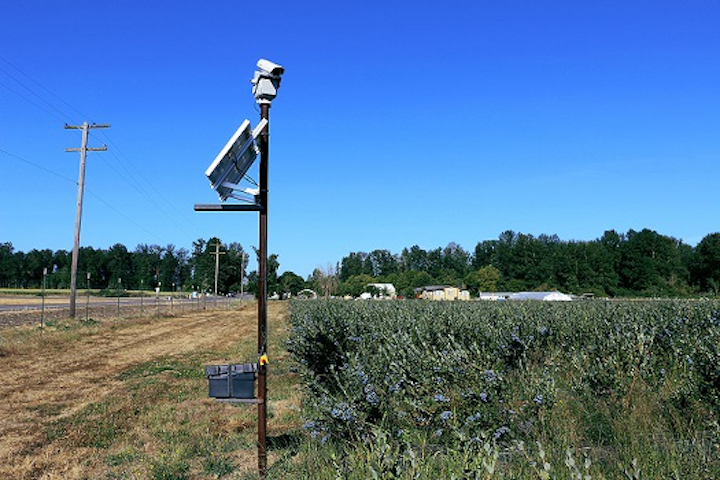 Bird Control Group focuses on using lasers to divert flying pests from valuable crops like blueberries. (Image credit: Bird Control Group)