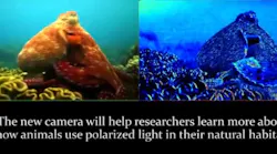 Still from a video of the underwater camera in action shows the normal image (left) and mantis-shrimp-eye camera image (right).