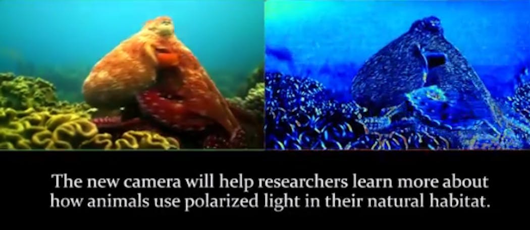 Still from a video of the underwater camera in action shows the normal image (left) and mantis-shrimp-eye camera image (right).