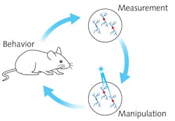 FIGURE 1. The all-optical setup highlights the interplay between behavioral experiment, imaging of activity patterns in the brain, and the manipulation of specific functionally defined neurons.