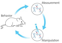FIGURE 1. The all-optical setup highlights the interplay between behavioral experiment, imaging of activity patterns in the brain, and the manipulation of specific functionally defined neurons. FIGURE 1. The all-optical setup highlights the interplay between behavioral experiment, imaging of activity patterns in the brain, and the manipulation of specific functionally defined neurons.