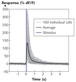 FIGURE 4. Fluorescence increase of brain cells 0.3 s after photostimulation, average over 10 stimulation cycles; temporal evolution of the fluorescence increase in 100 individual cells (grey) and the average signal (black) after photostimulation (blue bar).