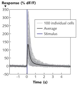 FIGURE 4. Fluorescence increase of brain cells 0.3 s after photostimulation, average over 10 stimulation cycles; temporal evolution of the fluorescence increase in 100 individual cells (grey) and the average signal (black) after photostimulation (blue bar). FIGURE 4. Fluorescence increase of brain cells 0.3 s after photostimulation, average over 10 stimulation cycles; temporal evolution of the fluorescence increase in 100 individual cells (grey) and the average signal (black) after photostimulation (blue bar).