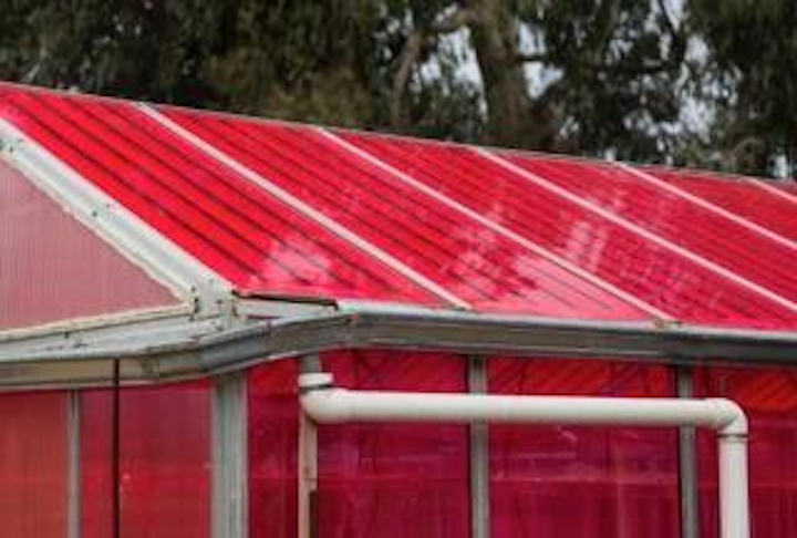 Adding luminescent solar concentrators atop greenhouses doesn't hurt plant growth (and sometimes helps)