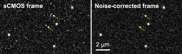New algorithm expands use of scientific CMOS cameras for biological microscopy