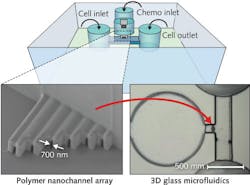 FIGURE 3. “Ship-in-a-bottle” laser technology creates polymeric channels in biochips with a width of just 700 nm—the narrowest demonstrated to date for cancer cell migration studies. FIGURE 3. “Ship-in-a-bottle” laser technology creates polymeric channels in biochips with a width of just 700 nm—the narrowest demonstrated to date for cancer cell migration studies.