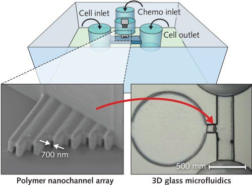 FIGURE 3. &ldquo;Ship-in-a-bottle&rdquo; laser technology creates polymeric channels in biochips with a width of just 700 nm&mdash;the narrowest demonstrated to date for cancer cell migration studies.
